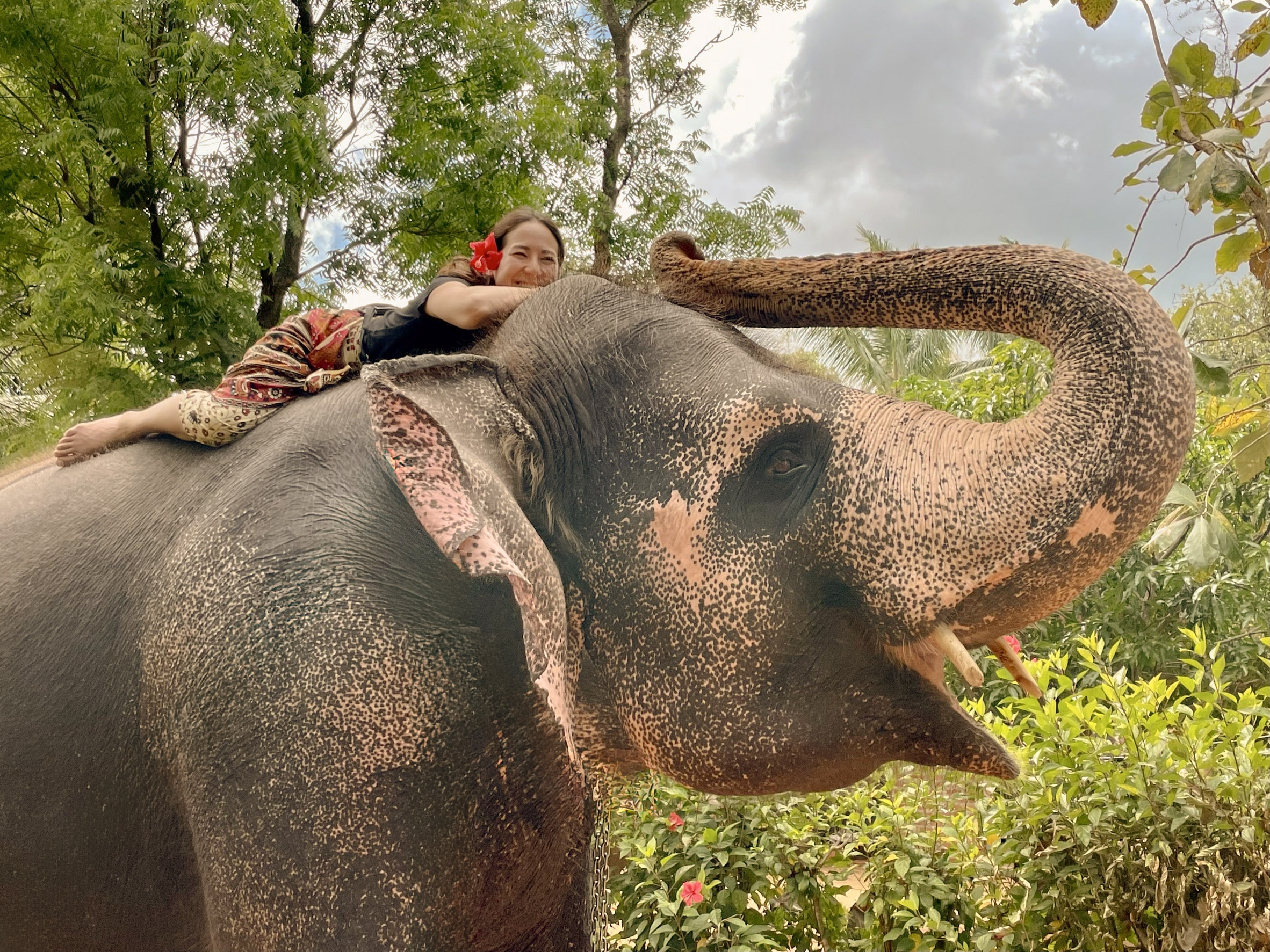 elephant
