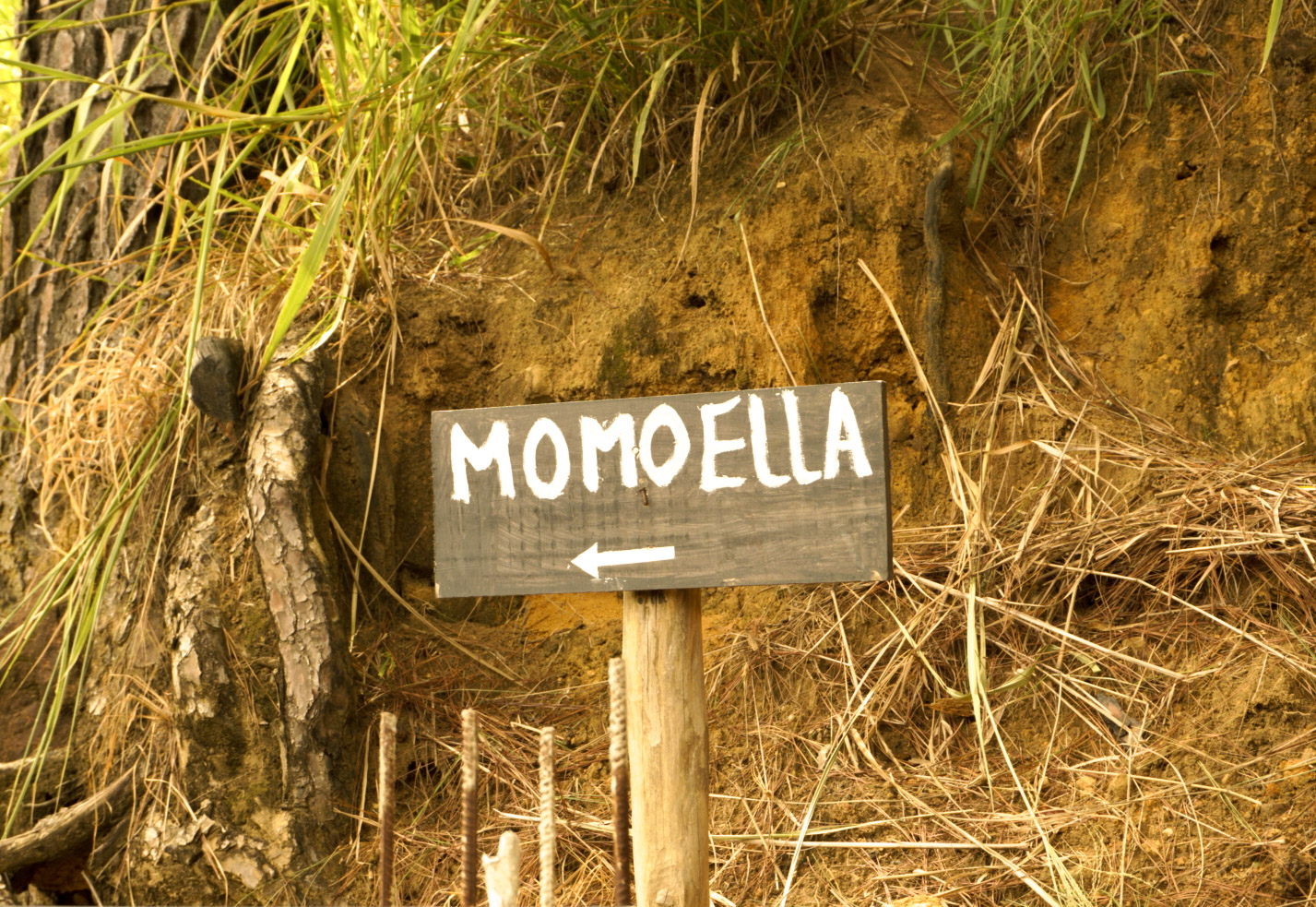 Momo Ella view